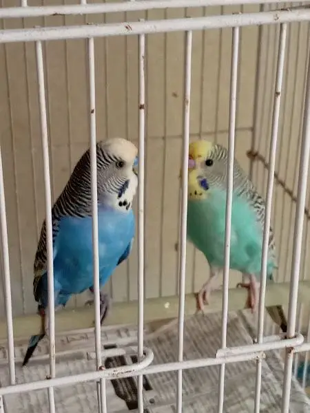 breeder pair hay — photo 2