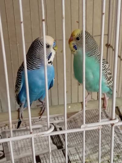 breeder pair hay