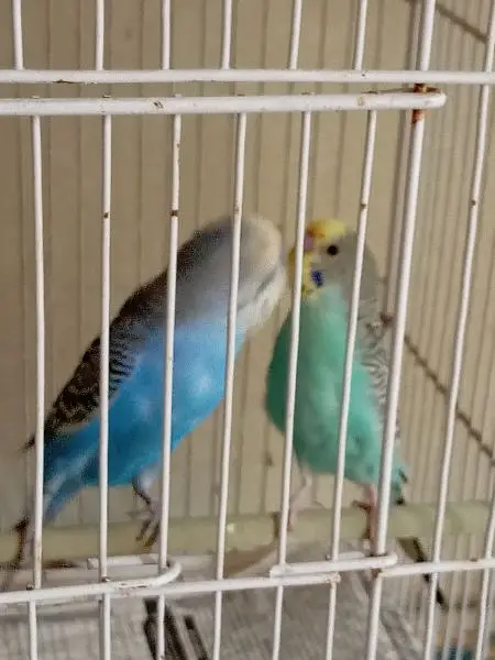 breeder pair hay — photo 4