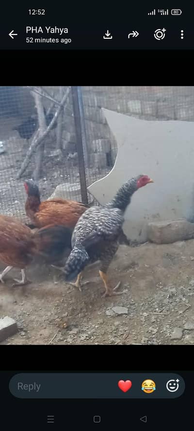 gar ki Pali hoi health and Activ hens