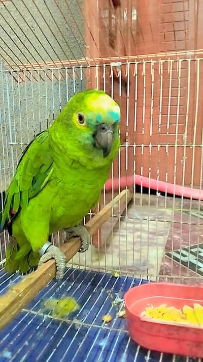  PREMIUM, BEAUTIFUL, HEALTHY AND ACTIVE AMAZON PARROT FOR SALE
