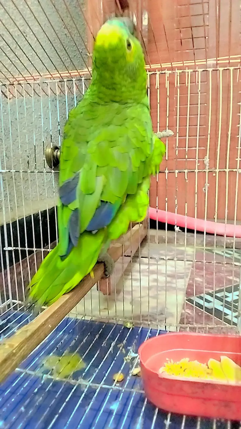  PREMIUM, BEAUTIFUL, HEALTHY AND ACTIVE AMAZON PARROT FOR SALE — photo 2