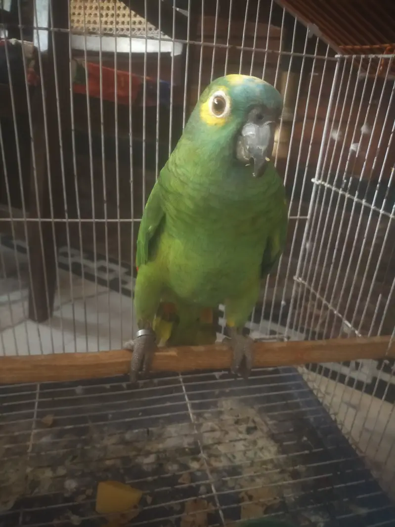  PREMIUM, BEAUTIFUL, HEALTHY AND ACTIVE AMAZON PARROT FOR SALE — photo 3
