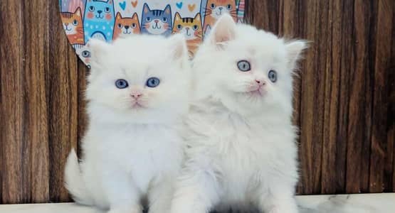 Low Price Kittens/White Persian Kitten/Cats/Male/Female