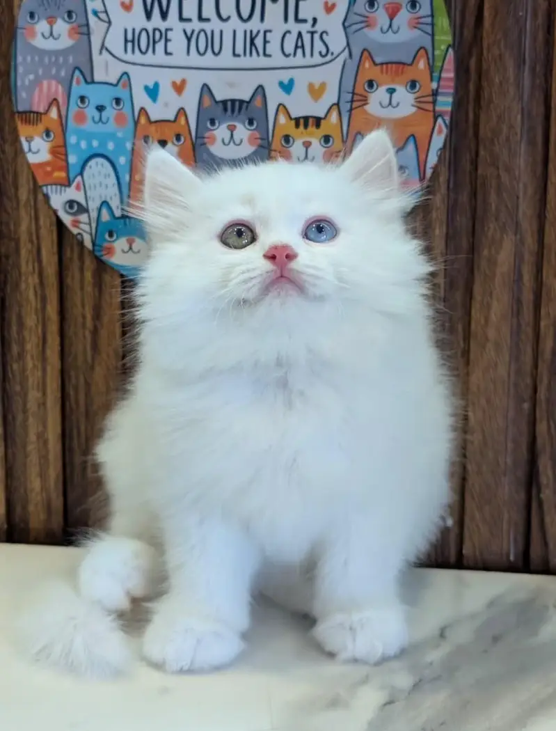 Low Price Kittens/White Persian Kitten/Cats/Male/Female — photo 2