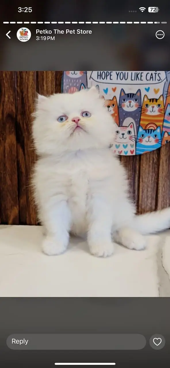 Low Price Kittens/White Persian Kitten/Cats/Male/Female — photo 3