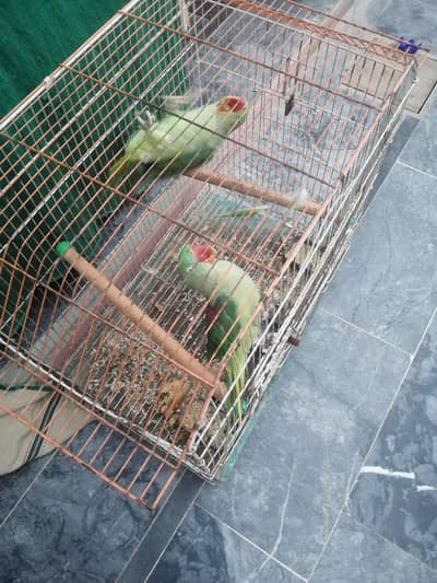 Fresh Pair Bilkul Active Pair Mashallah .