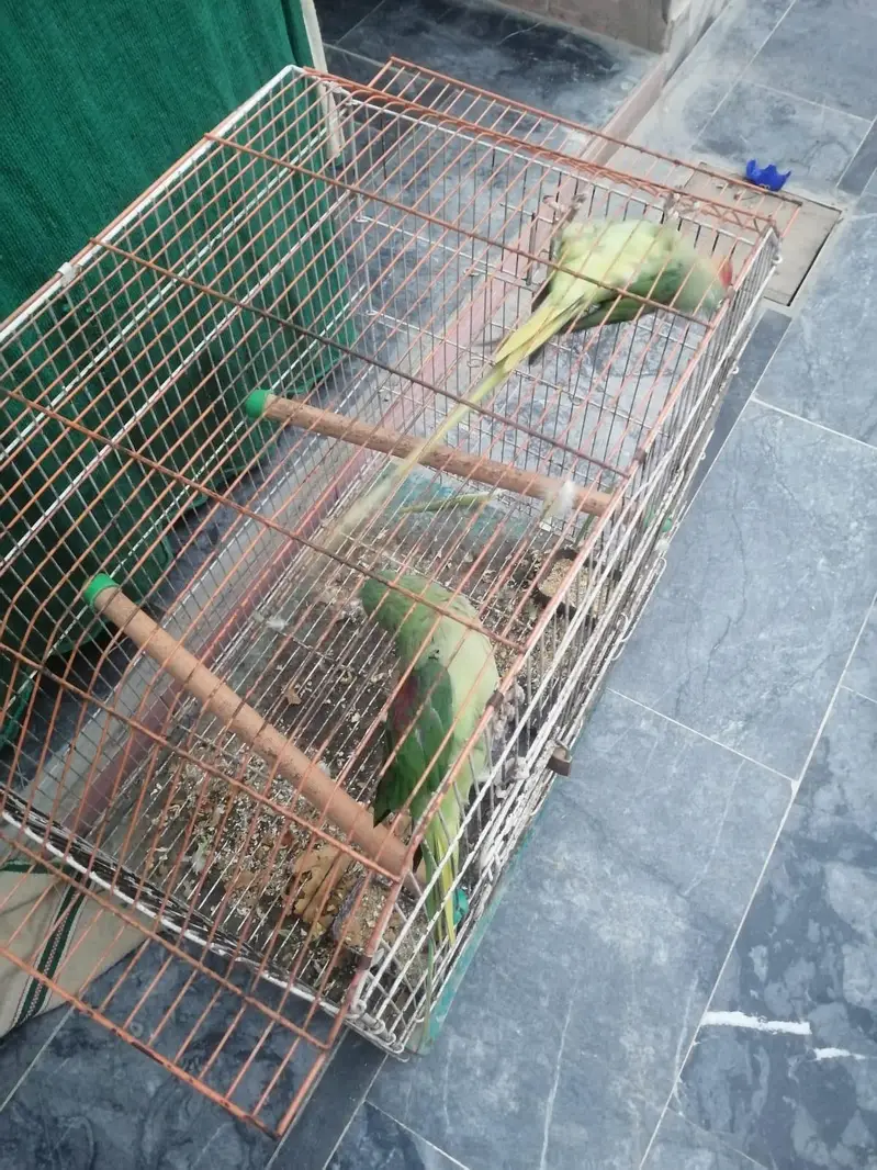 Fresh Pair Bilkul Active Pair Mashallah . — photo 2