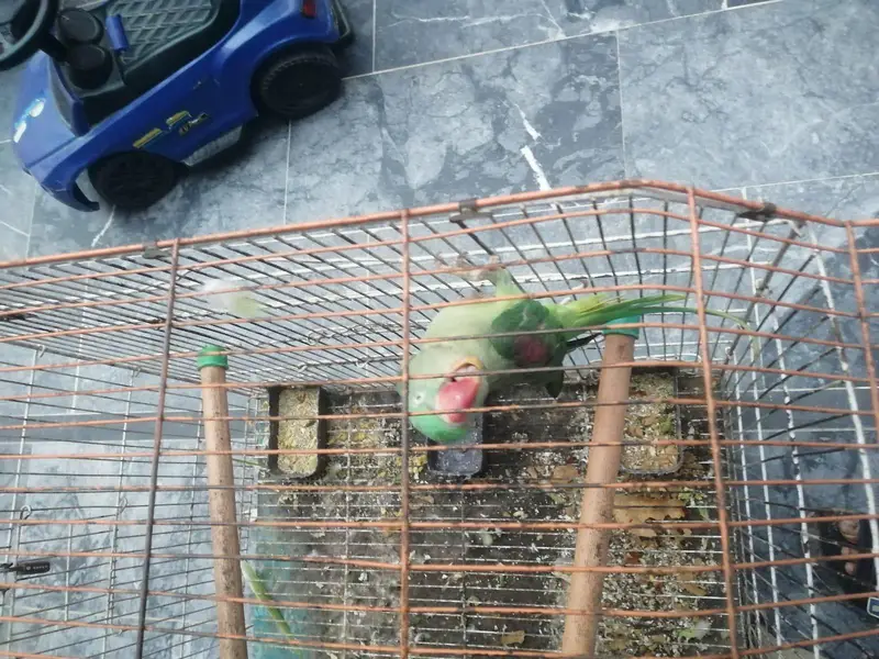 Fresh Pair Bilkul Active Pair Mashallah . — photo 7