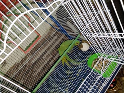 ringneck/lovebirds/ budgies