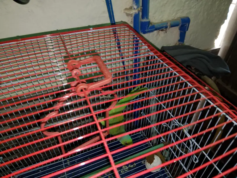 ringneck/lovebirds/ budgies — photo 2
