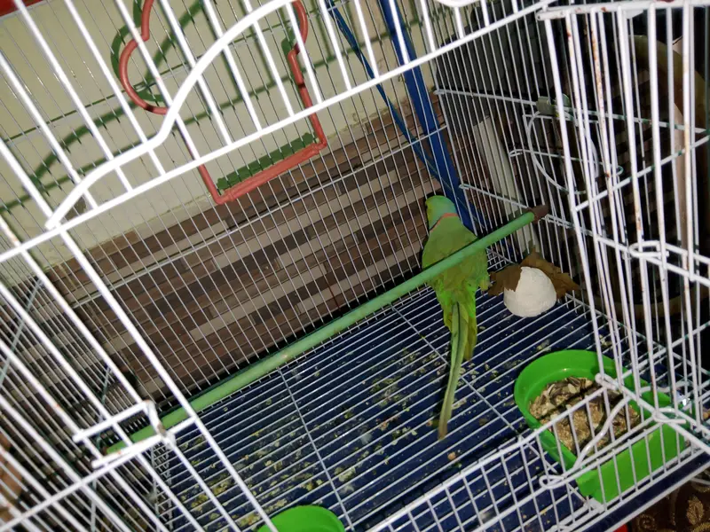ringneck/lovebirds/ budgies — photo 3