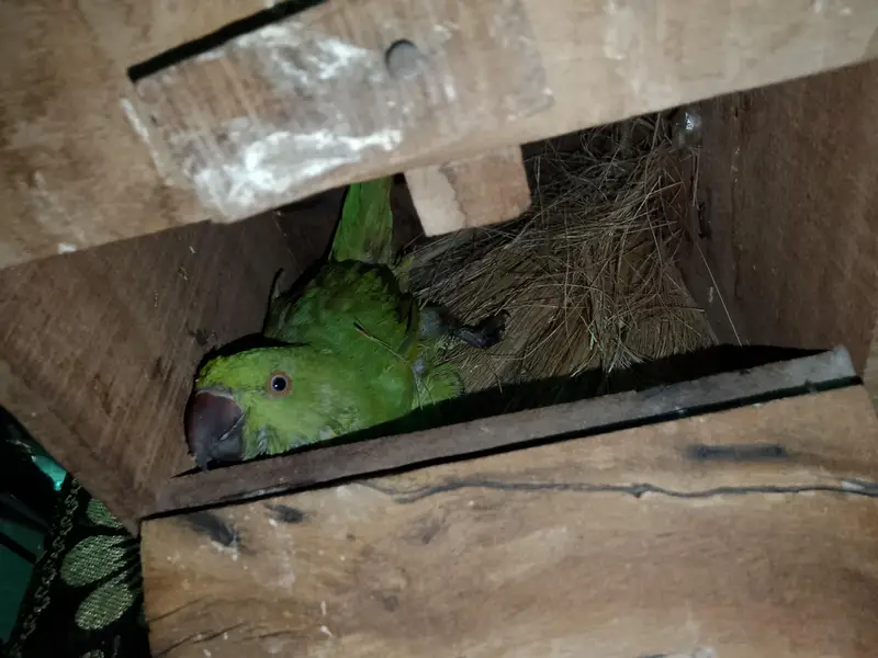 ringneck/lovebirds/ budgies — photo 4