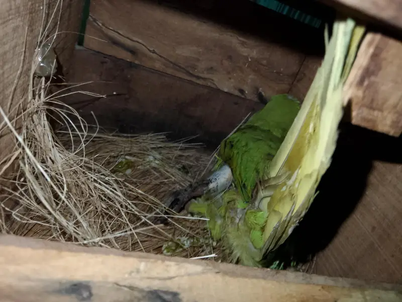 ringneck/lovebirds/ budgies — photo 5