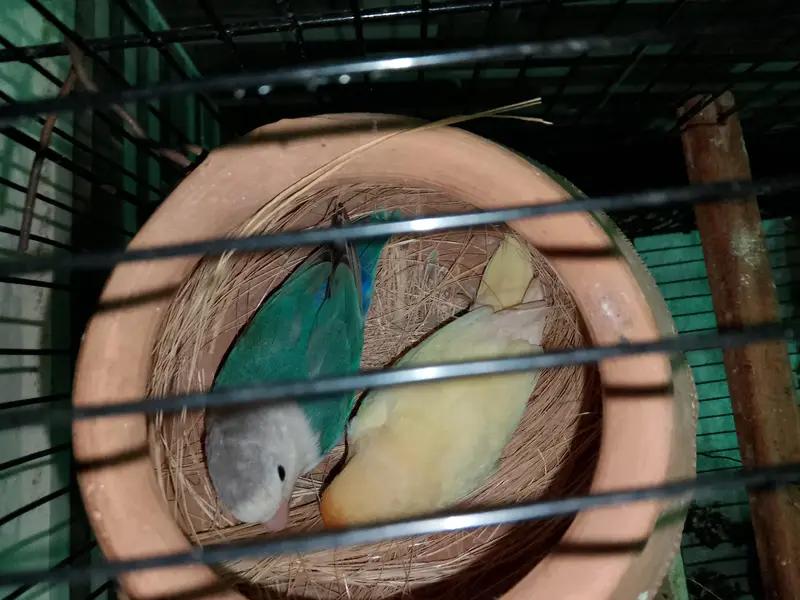ringneck/lovebirds/ budgies — photo 6
