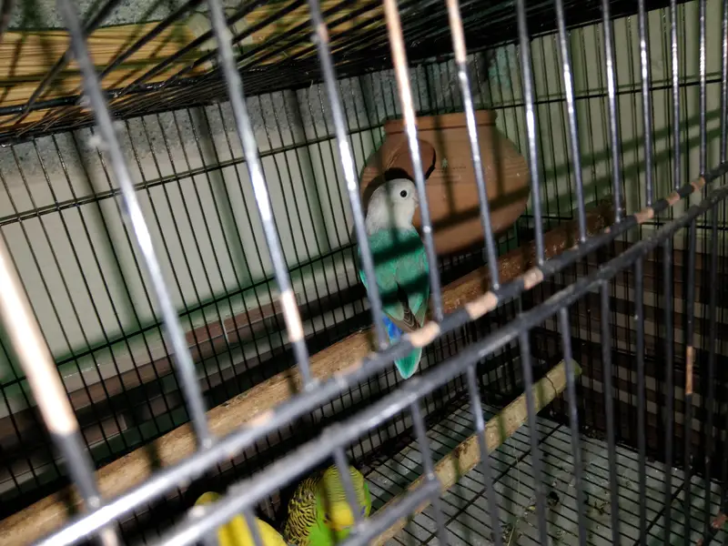 ringneck/lovebirds/ budgies — photo 7