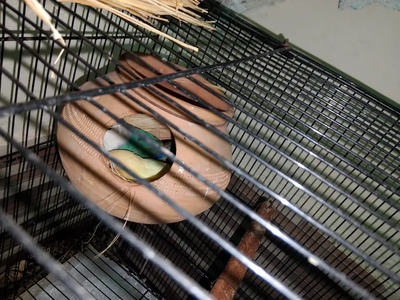 ringneck/lovebirds/ budgies — photo 8