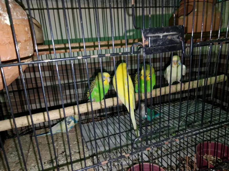 ringneck/lovebirds/ budgies — photo 9