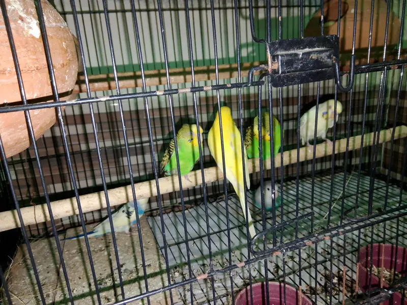 ringneck/lovebirds/ budgies — photo 10