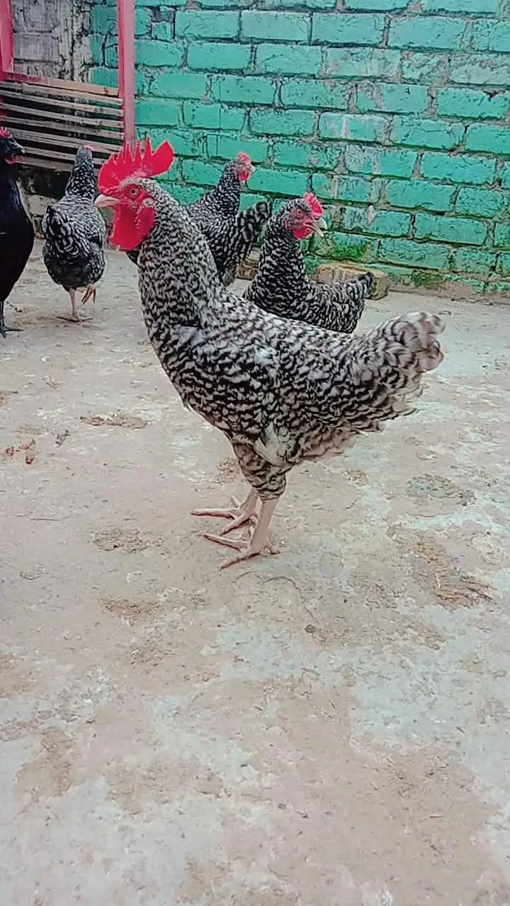 BAR PLAYMOUTH ROCK FRESH EGG — photo 2