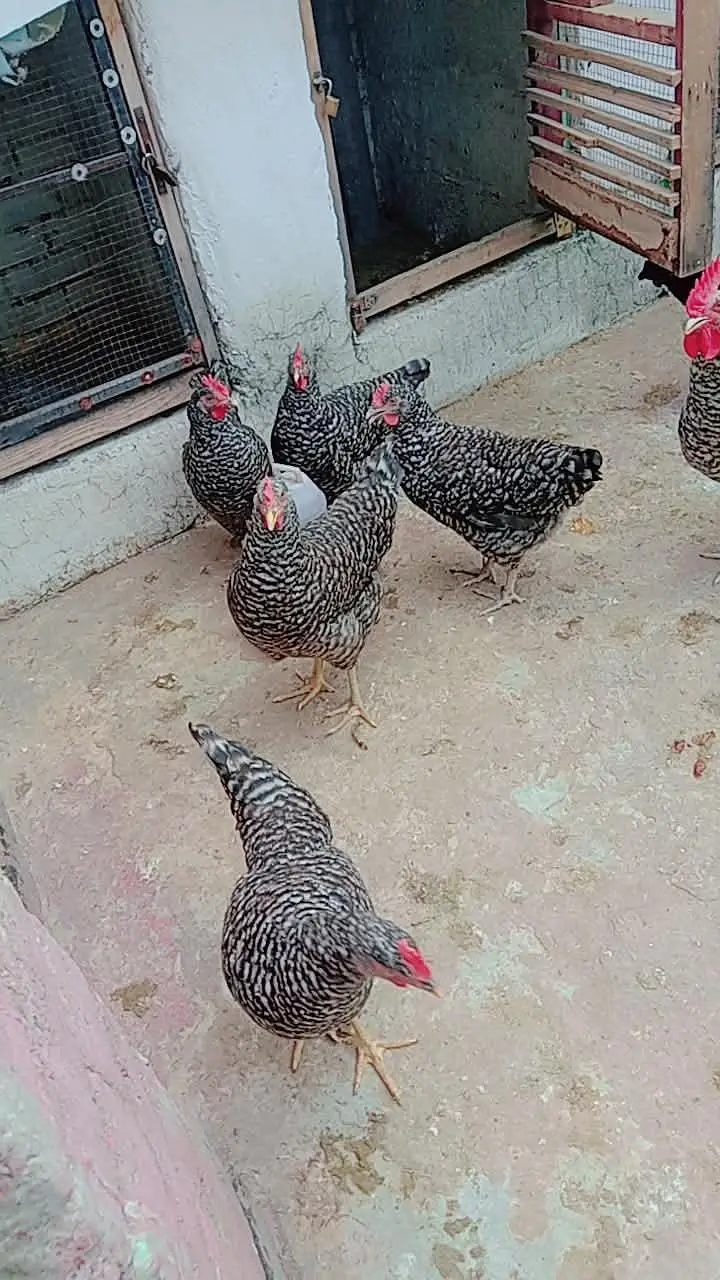 BAR PLAYMOUTH ROCK FRESH EGG — photo 4