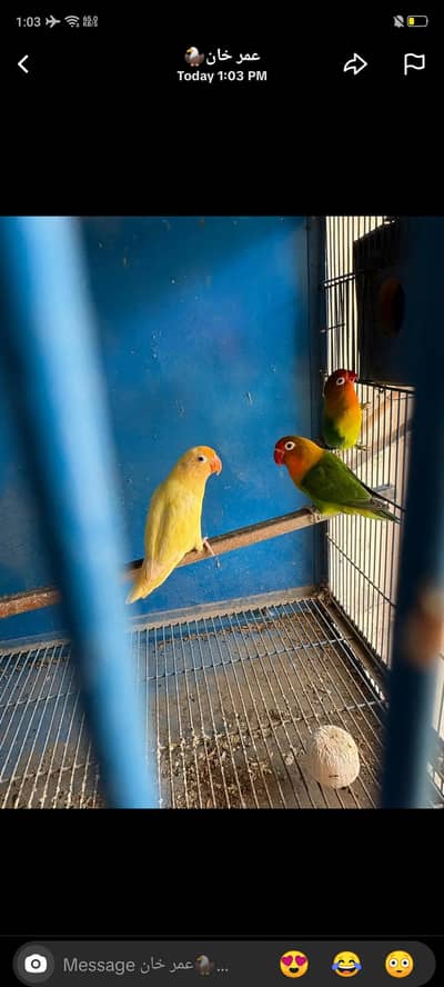green fisher breeder pair