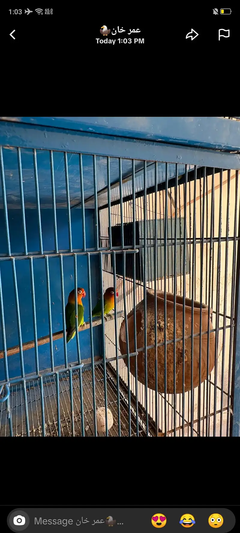green fisher breeder pair — photo 2