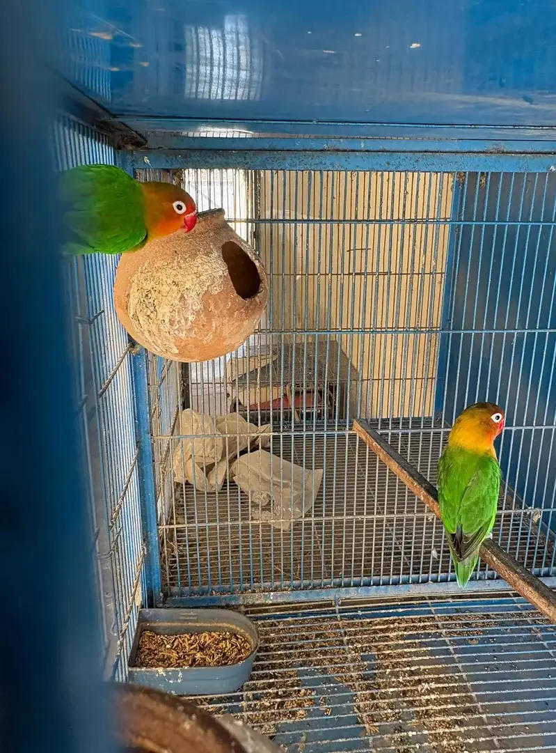 green fisher breeder pair — photo 3