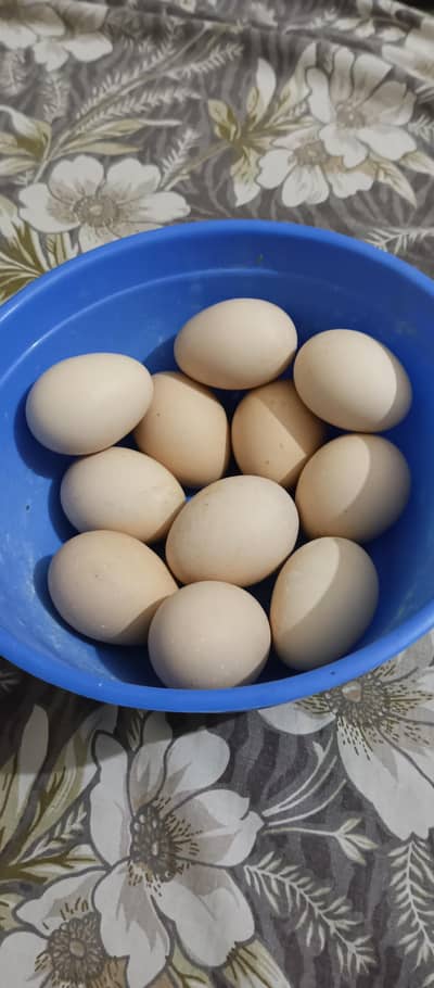 Golden Buff fertile Egg For Sale | Karachi