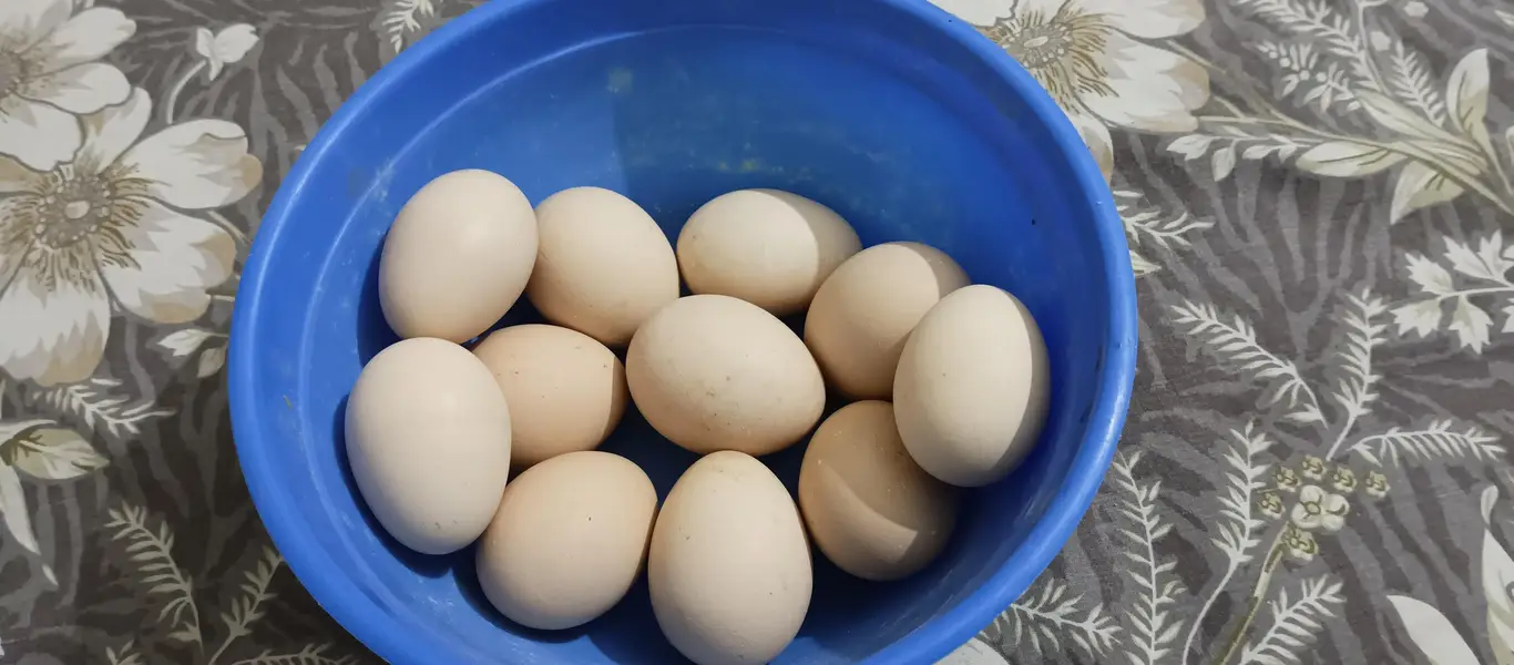 Golden Buff fertile Egg For Sale | Karachi — photo 2