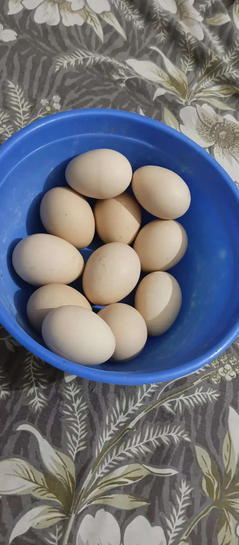 Golden Buff fertile Egg For Sale | Karachi — photo 3