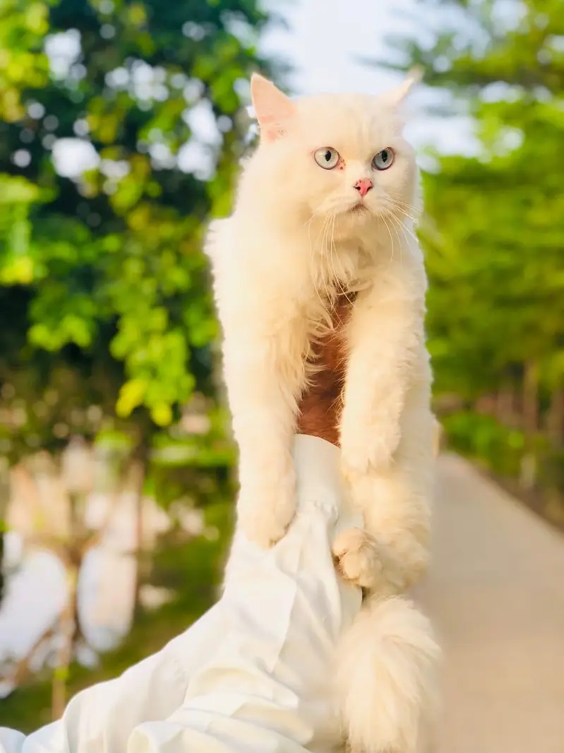 Persian triple coated cats for sale cash on delivery available hy — photo 10