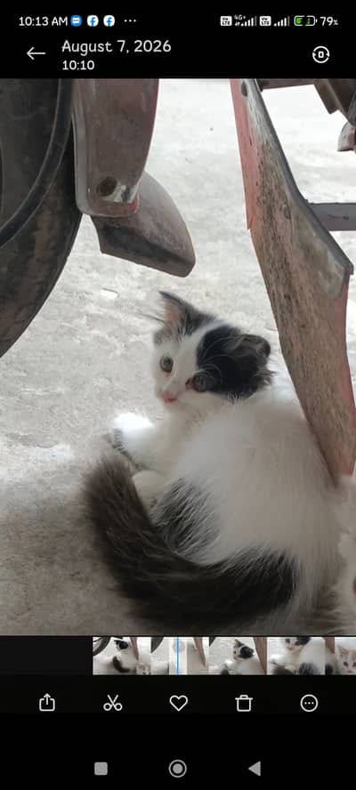 Male Kittens for sale