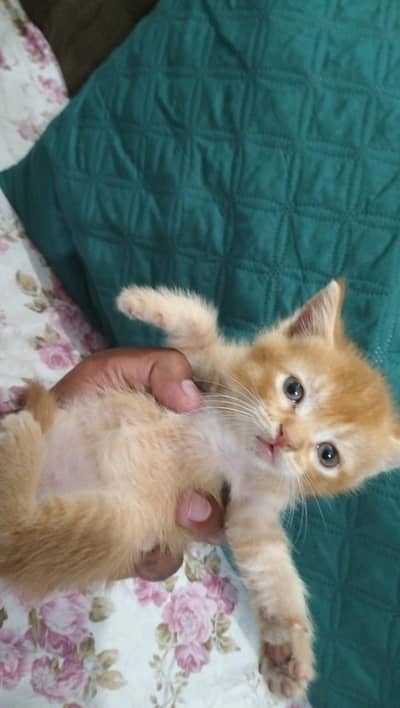 Persian cat @ Perisan cat @ Siamese cat @ cat @ grey