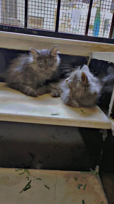 persian gray