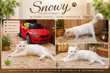 White Long-Hair Persian Mix Male Cat