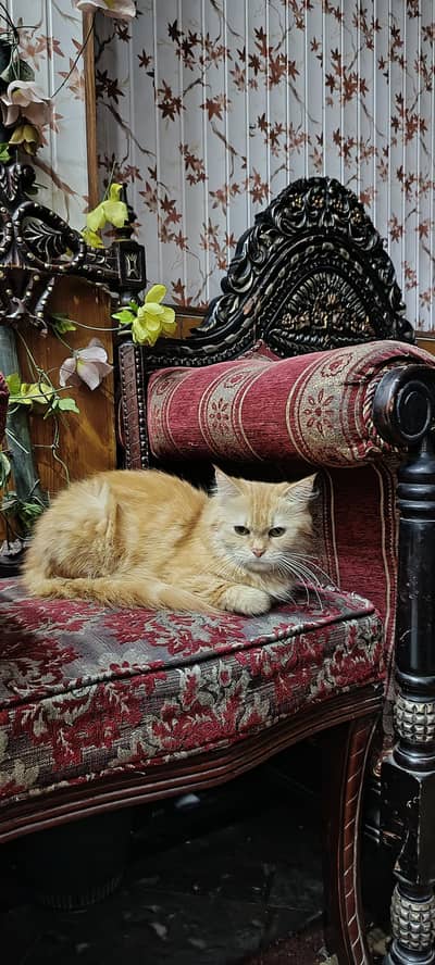 Ginger Persian cat Triple Coat