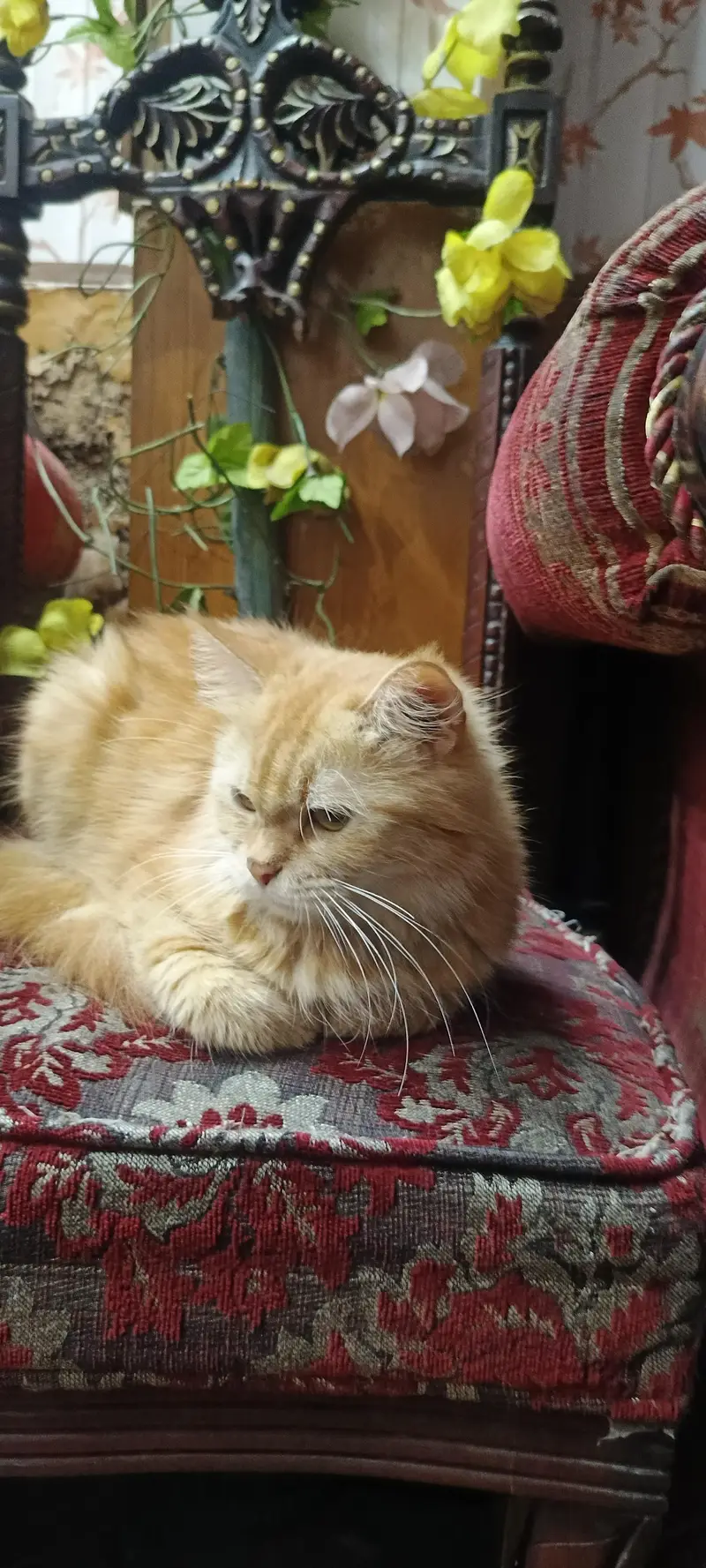 Ginger Persian cat Triple Coat — photo 2