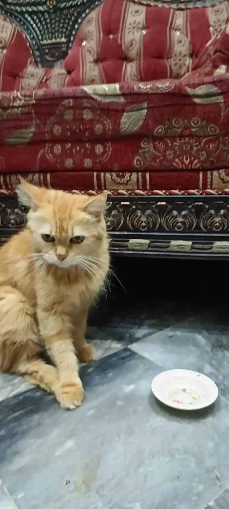 Ginger Persian cat Triple Coat — photo 3