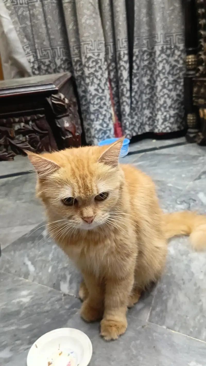 Ginger Persian cat Triple Coat — photo 4