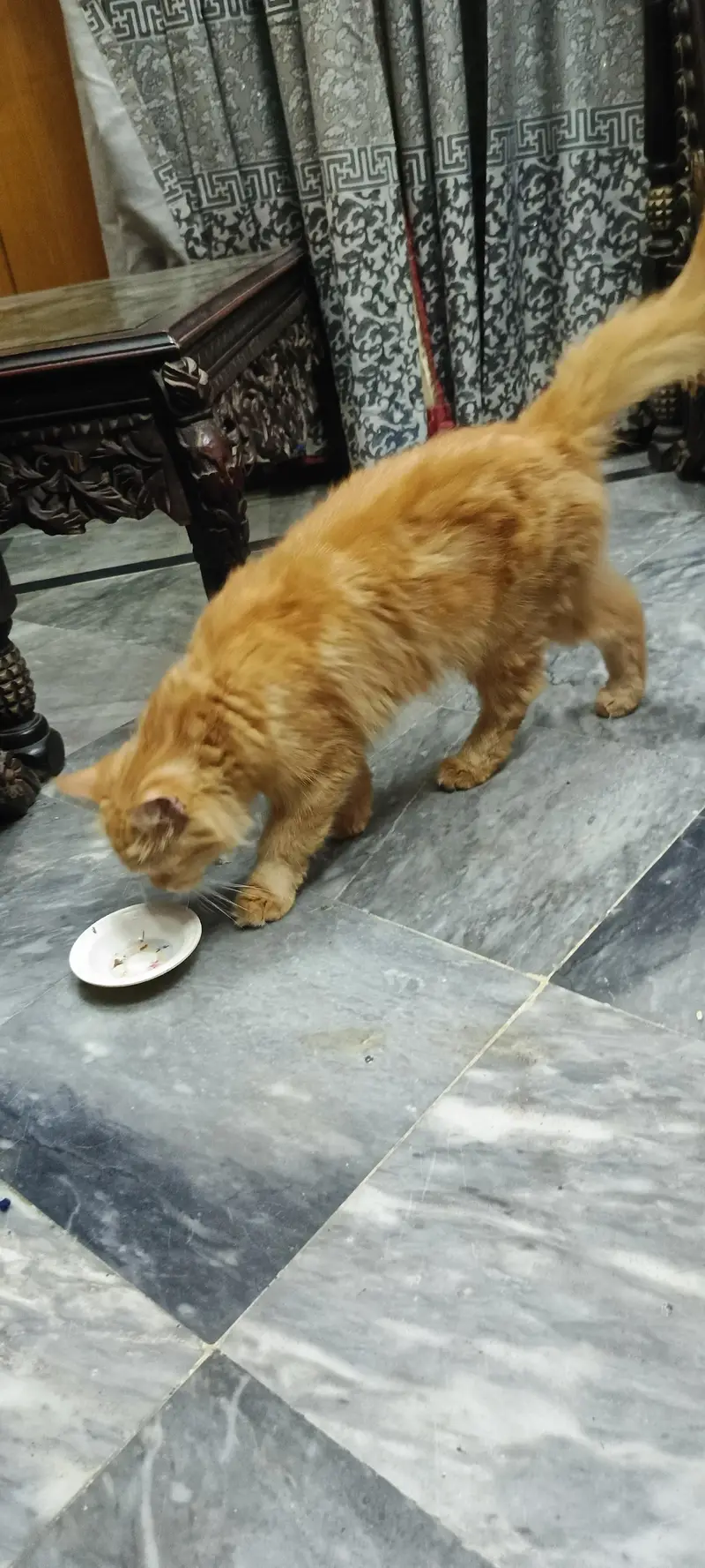 Ginger Persian cat Triple Coat — photo 5