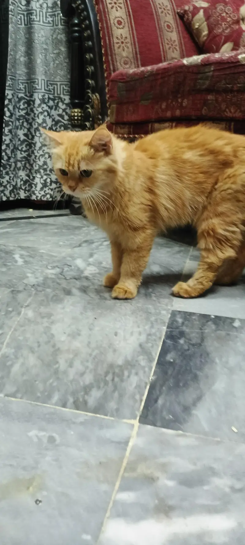 Ginger Persian cat Triple Coat — photo 6