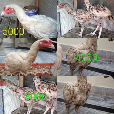 0303-5008006 WhatsApp