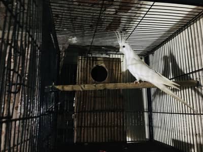 Eno cockatiel male red eye (read description carefully)