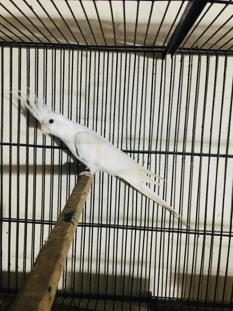 Eno cockatiel male red eye (read description carefully) — photo 2