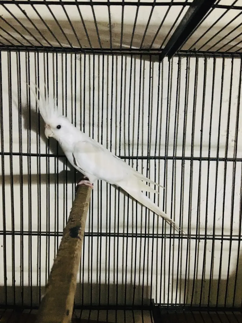 Eno cockatiel male red eye (read description carefully) — photo 3