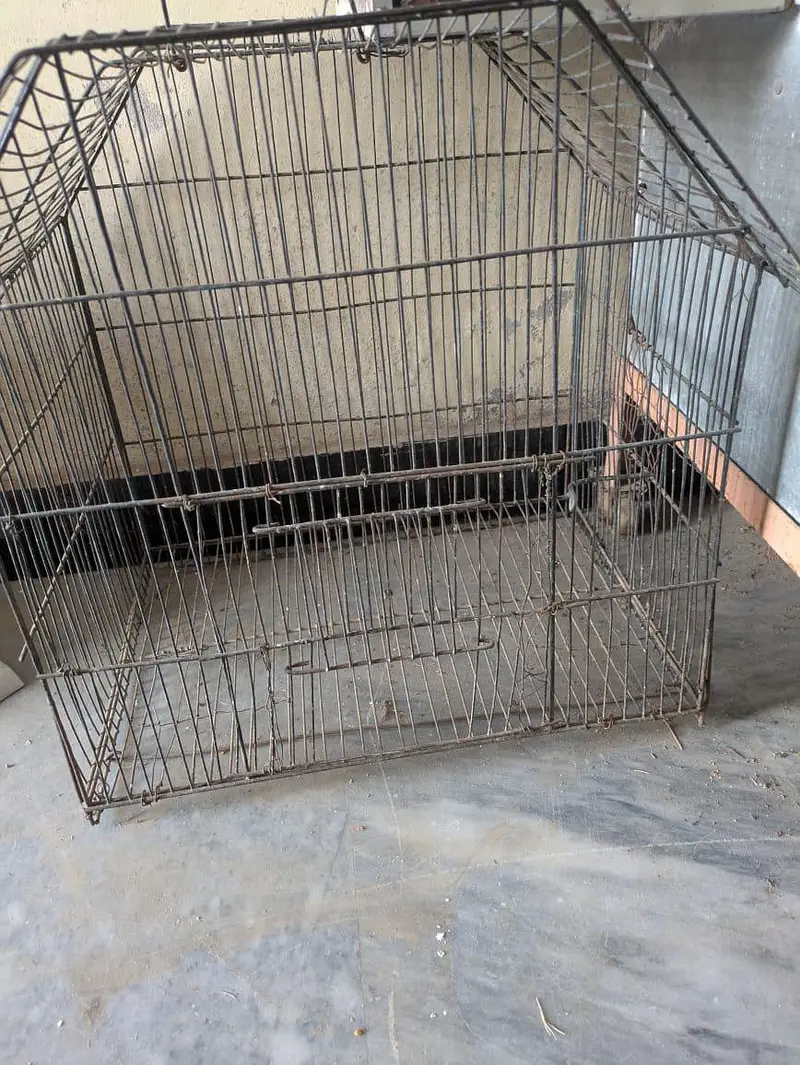 Bird Cages — photo 2