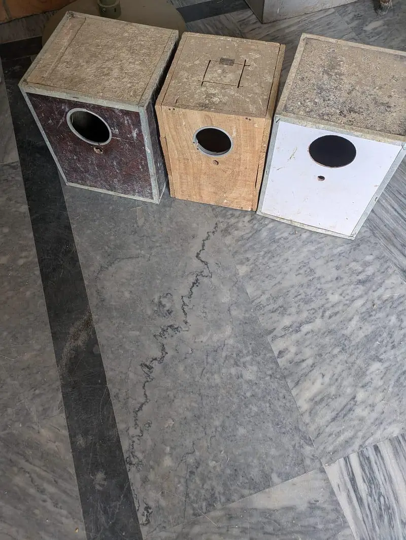 Bird Cages — photo 4