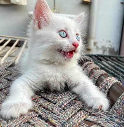 Persian kittens