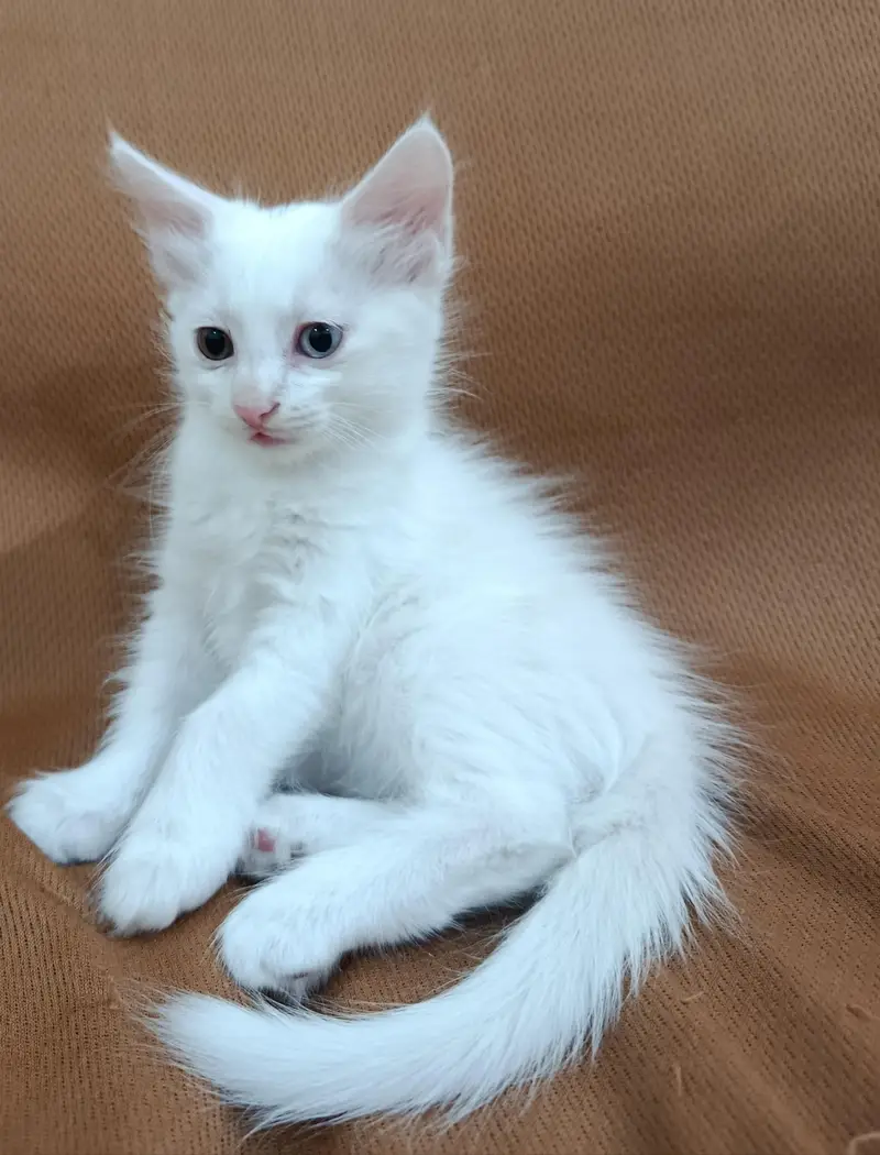 Persian kittens — photo 2